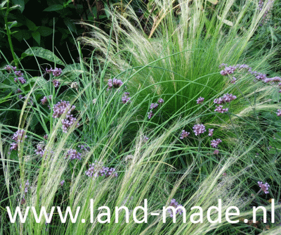 tuinontwerp Landmade Audrey Coert verhoogde border vasteplantengrassen